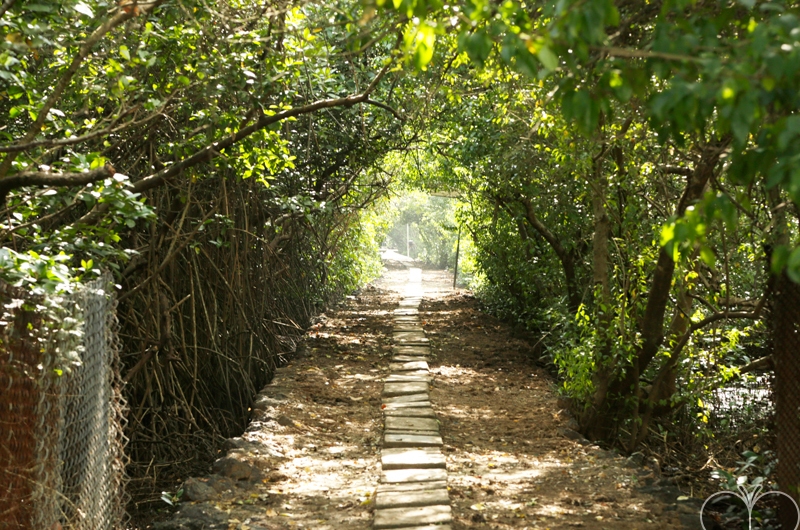 Salim Ali bird sanctuary, Chorao - 10 kms
